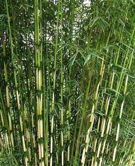 Fargesia robusta 'Campbell' Pot 15 liter 200 - 225 cm