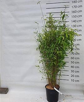 Fargesia 'Winter Joy' Pot 15 liter 125 - 150 cm