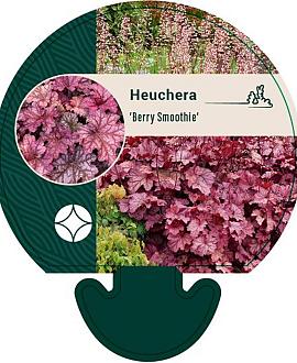 Heuchera 'Berry Smoothie' Pot 9 cm