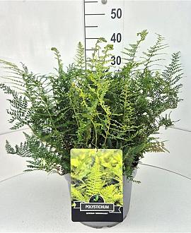 Polystichum set. 'Herrenhausen' Pot 10 liter