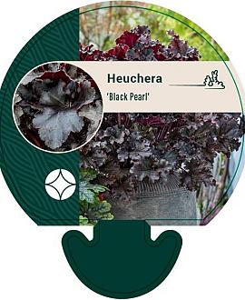Heuchera 'Black Pearl' Pot 9 cm