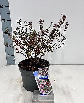 Abelia 'Edward Goucher' Pot 3 liter 25-30cm
