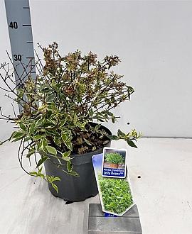 Abelia Grandiflora 'Jelly Beans' Pot 3 liter 25-30cm