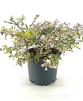Abelia grandifl. 'Hopleys' Pot 2 Liter 20 - 30 cm