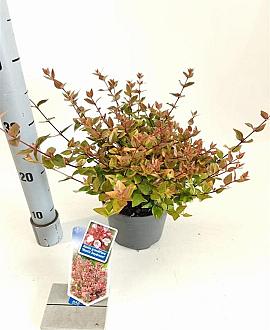 Abelia grandifl. Mystic Daydream Pot 2 liter 25-30cm