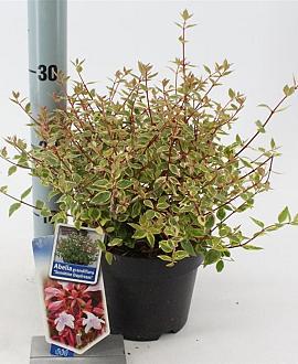 Abelia grandifl. Sunshine Daydream Pot 2 liter 25-30cm