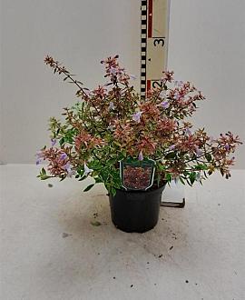 Abelia grandifl. Sunshine Daydream Pot 2 liter 25-30cm