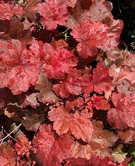 Heuchera 'Boysenberry' Pot 9 cm