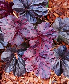 Heuchera 'Cassis' Pot 9 cm