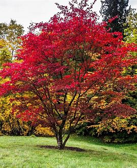 Acer freemanii Autumn Blaze Pot 20 Liter 175 - 200 cm