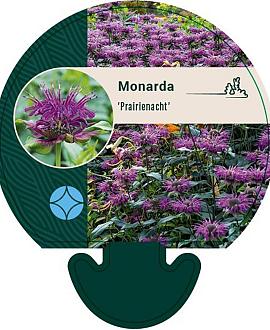 Monarda 'Prärienacht' Pot 9 cm