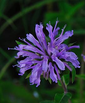Monarda 'Prärienacht' Pot 9 cm