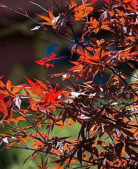 Acer japonicum 'Aconitifolium' Pot 130 liter 175 - 200 cm Meerstammig