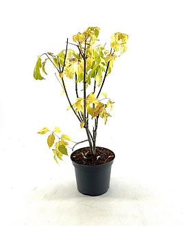 Acer negundo 'Kelly's Gold' Pot 3 Liter 40 - 50 cm