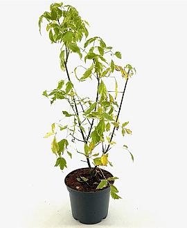 Acer negundo 'Variegatum' Pot 3 Liter 40 - 50 cm