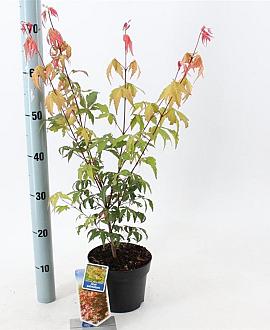 Acer palmatum Pot 2 Liter30 - 40 cm