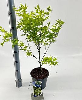 Acer pal. 'Aoyagi' Pot 3 Liter 60 - 80 cm