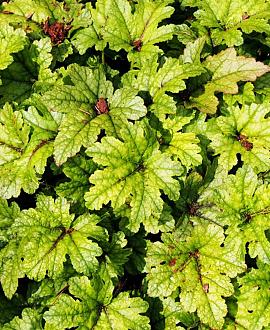 Heucherella 'Art Deco' Pot 9 cm