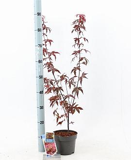 Acer pal. 'Atropurpureum' Pot 2 Liter30 - 40 cm