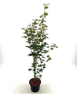 Acer pal. 'Aureum' Pot 2 Liter40 - 50 cm