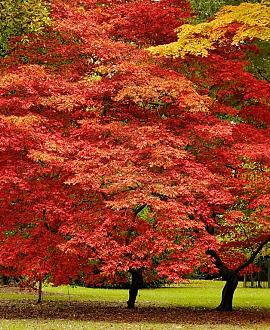 Acer pal. 'Beni-maiko' Pot 3 Liter 40 - 50 cm