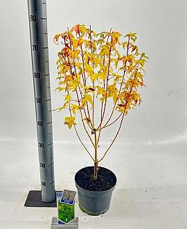 Acer pal. 'Bi-hoo' Pot 3 Liter 60 - 70 cm