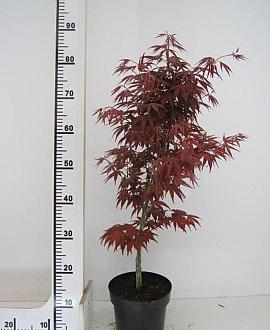 Acer pal. 'Bloodgood' Pot 3 Liter 50 - 60 cm