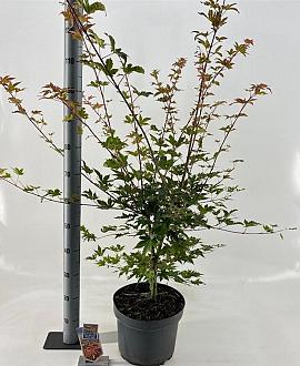 Acer pal. Brown Sugar Pot 10 liter 80 - 100 cm