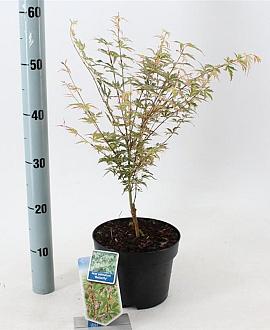 Acer pal. 'Butterfly' Pot 3 Liter 50 - 60 cm