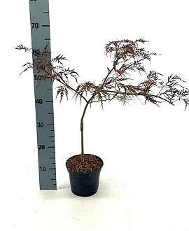 Acer pal. 'Crimson Queen' Pot 2 Liter40 - 50 cm