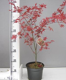 Acer pal. 'Deshojo' Pot 3 Liter 40 - 50 cm