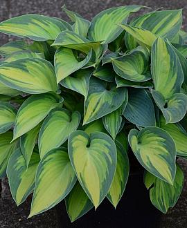 Hosta tardiana 'June' Pot 9 cm