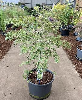 Acer pal. 'Dissectum' C35 50 - 60 cm Bolvorm