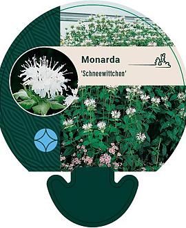 Monarda 'Schneewittchen' Pot 9 cm