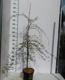 Acer pal. 'Emerald Lace' Pot 7,5 Liter 100 - 125 cm