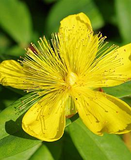 Hypericum polyphyllum grandiflorum Pot 9 cm