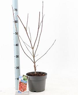 Acer pal. 'Jerre Schwartz' Pot 3 Liter 50 - 60 cm