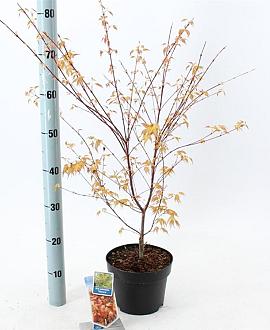 Acer pal. 'Katsura' Pot 3 Liter 40 - 50 cm