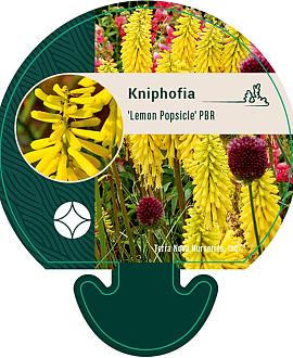 Kniphofia 'Lemon Popsicle' Pot 9 cm