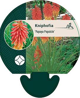 Kniphofia 'Papaya Popsicle' Pot 9 cm