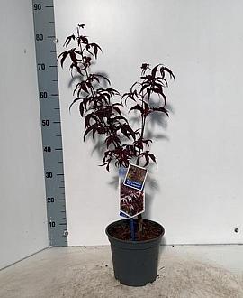 Acer pal. 'Red Emperor' Pot 3 Liter 60 - 80 cm