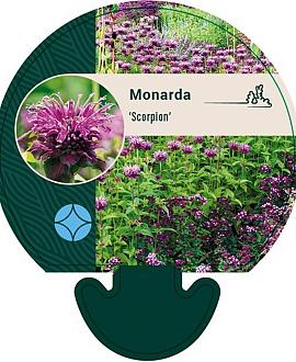 Monarda 'Scorpion' Pot 9 cm
