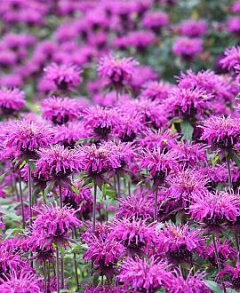 Monarda 'Scorpion' Pot 9 cm