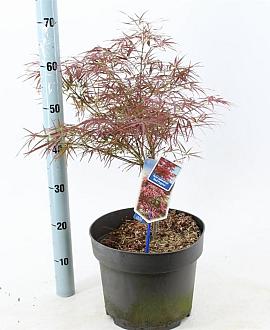 Acer pal. 'Red Pygmy' Pot 10 liter 70 - 80 cm