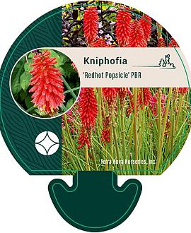 Kniphofia 'Redhot Popsicle' Pot 9 cm