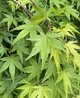 Acer p. 'Ryusen' Pot 130 liter 150 - 175 cm Meerstammig