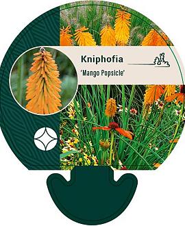 Kniphofia 'Mango Popsicle' Pot 9 cm