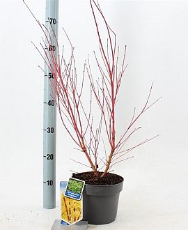 Acer pal. 'Sangokaku' Pot 3 Liter 50 - 60 cm