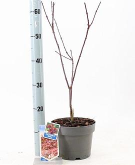 Acer pal. 'Shaina' Pot 3 Liter 50 - 60 cm