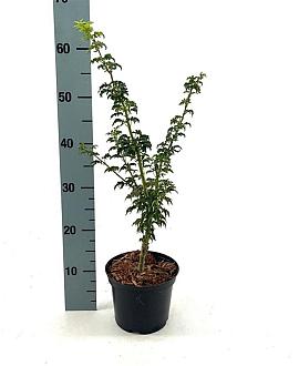 Acer pal. 'Shishigashira' Pot 2 Liter 20 - 30 cm